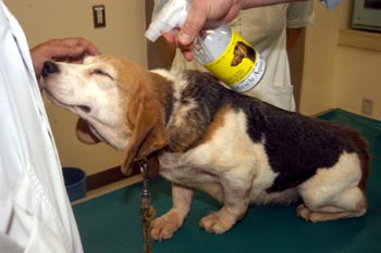 ペット消臭剤をビーグル犬に試す鳥取大付属動物病院のスタッフ