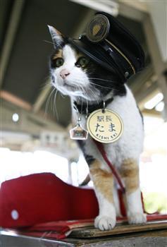 和歌山電鉄貴志川線貴志駅の改札台に立つスーパー駅長「たま」=和歌山県紀の川市